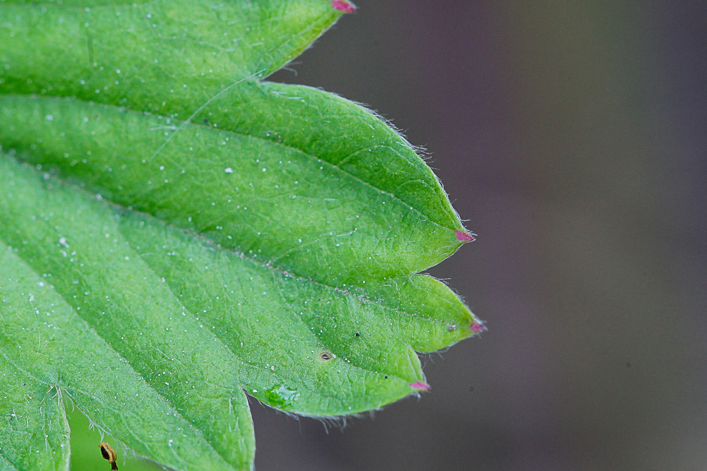 Image of Fragaria vesca specimen.