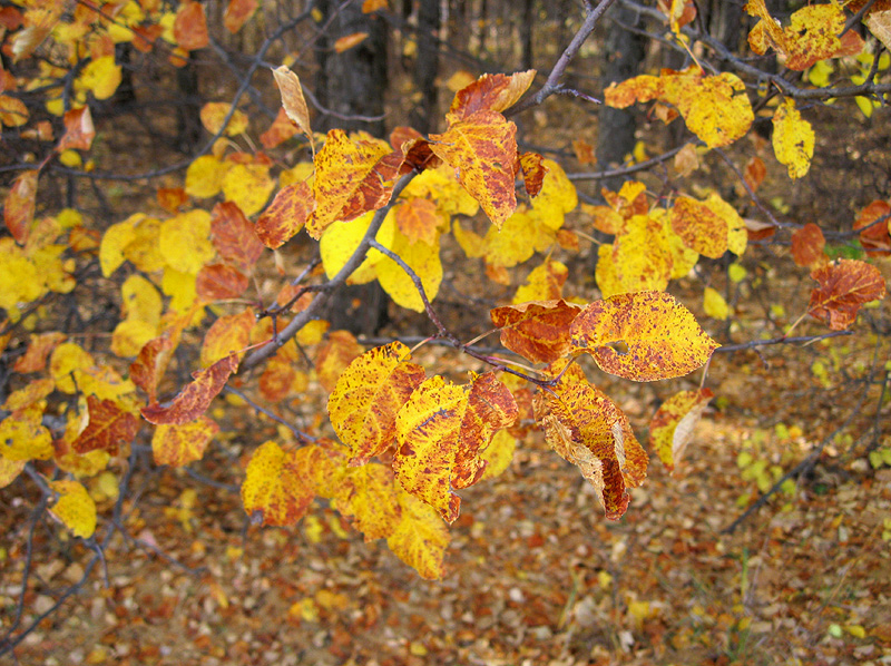 Image of genus Malus specimen.