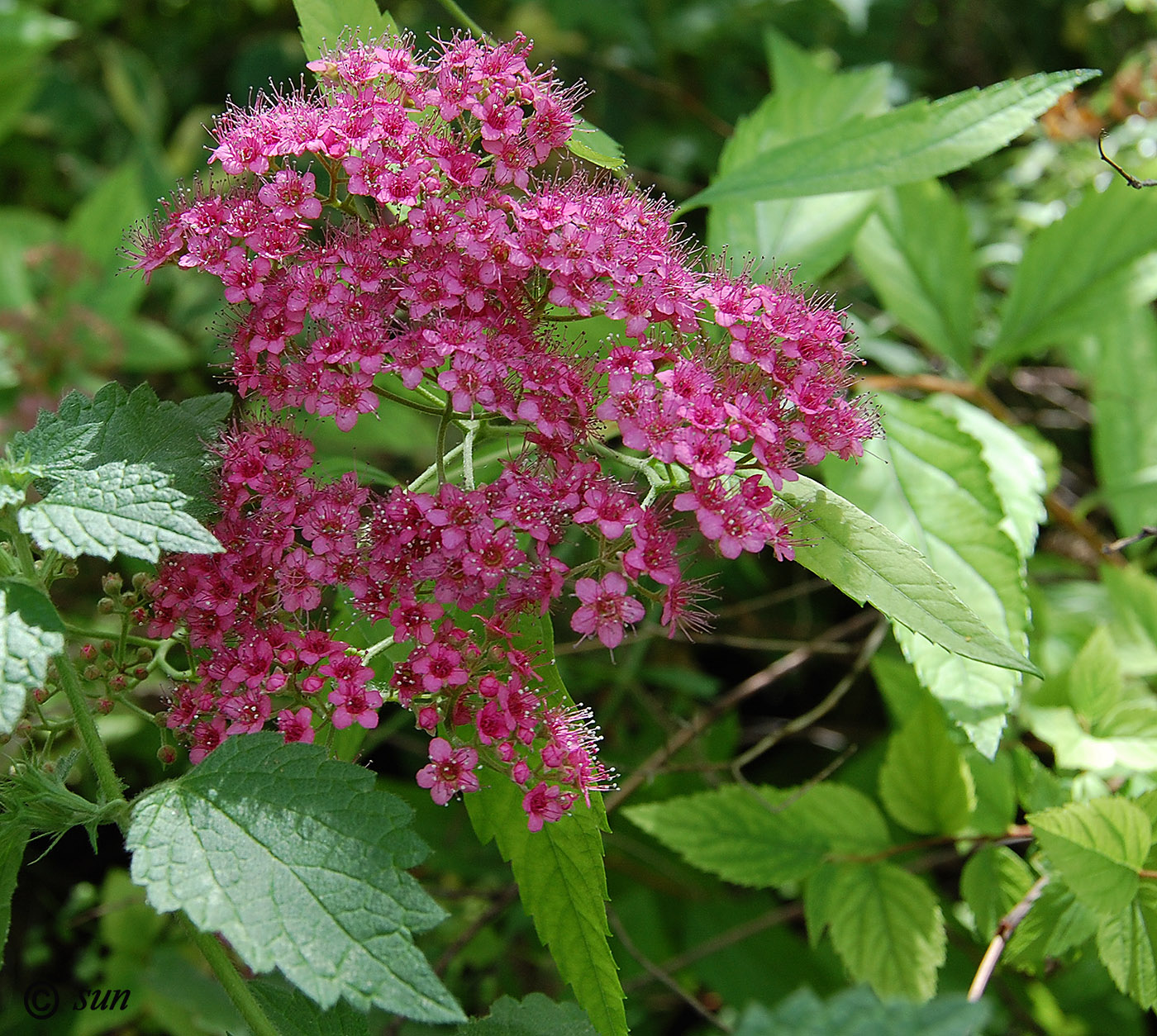 Изображение особи Spiraea japonica.