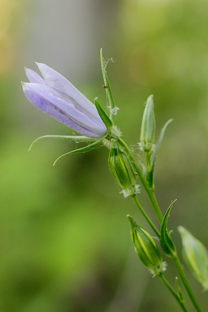 Image of Campanula persicifolia specimen.