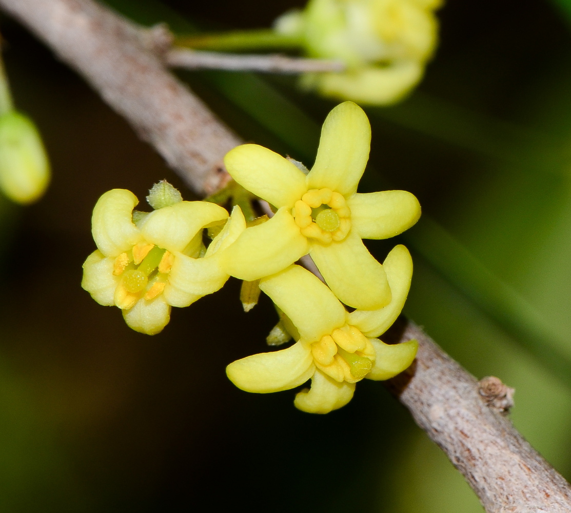 Image of Pittosporum phillyraeoides specimen.