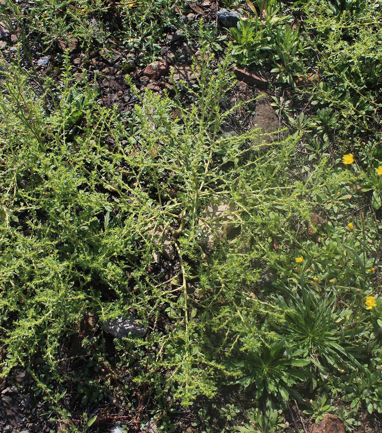 Image of Amaranthus albus specimen.