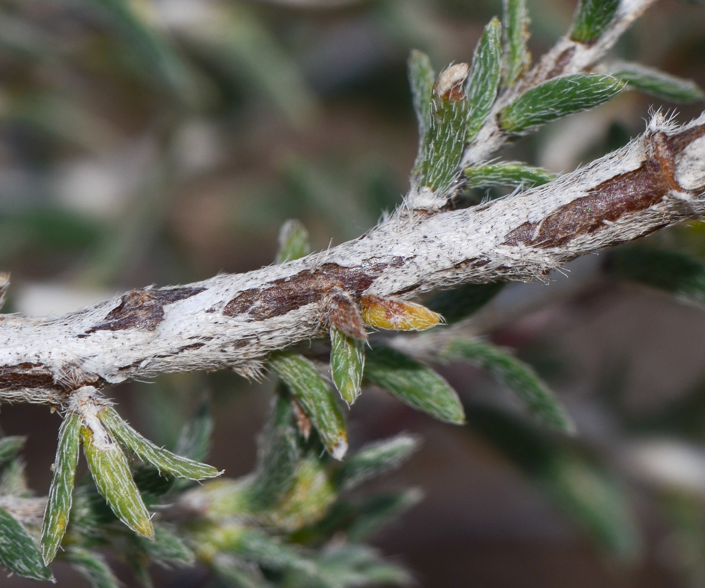 Image of Echiochilon fruticosum specimen.