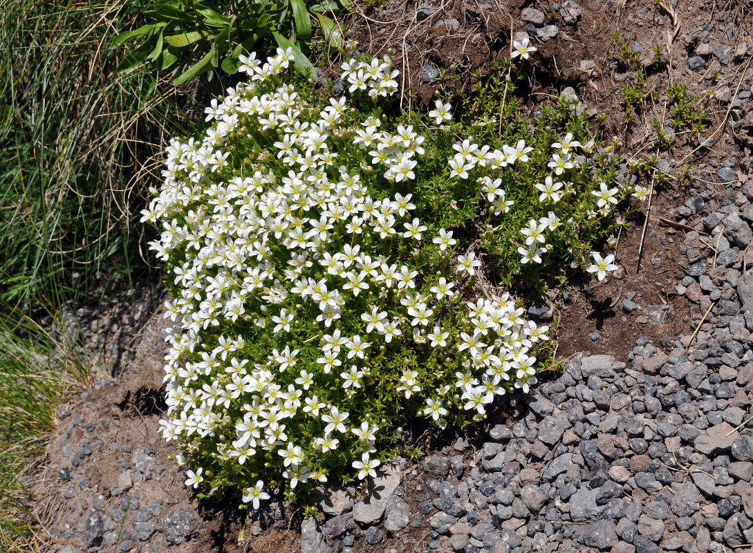 Image of Minuartia imbricata specimen.