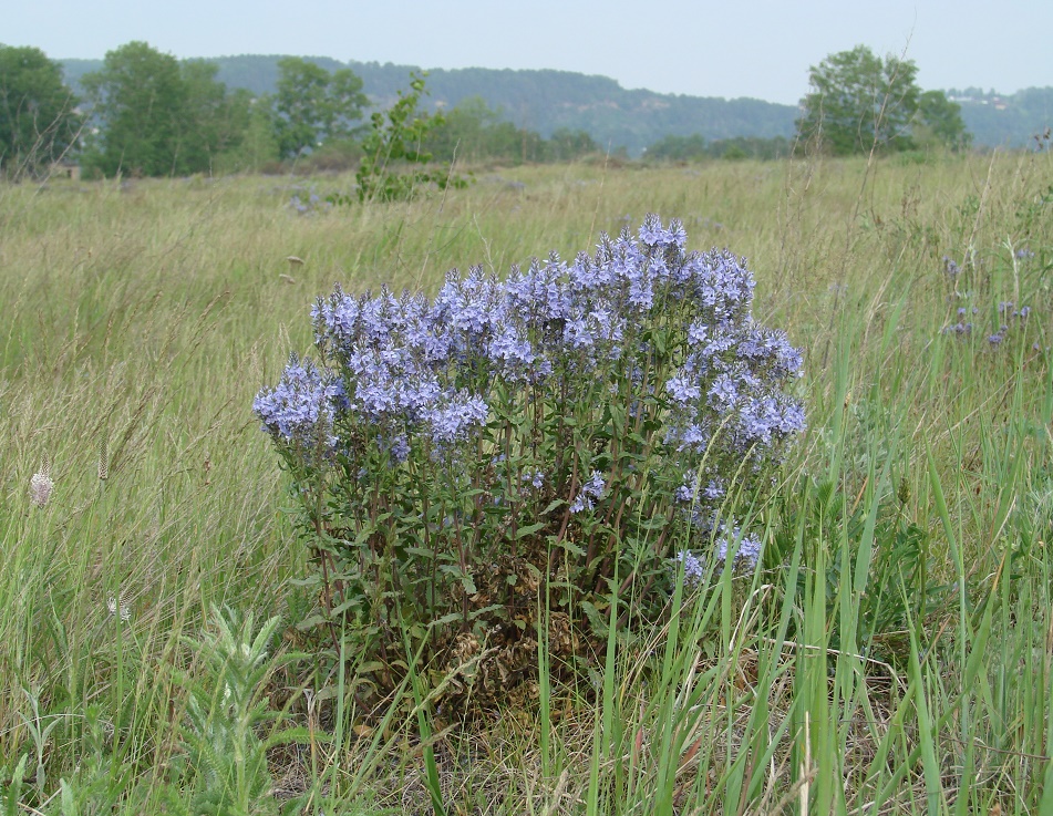 Изображение особи Veronica prostrata.