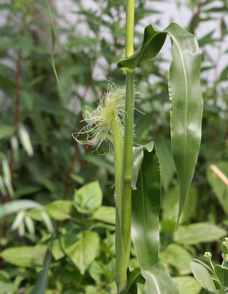 Image of Zea mays specimen.