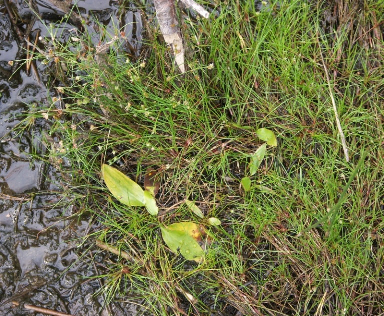 Image of Juncus bulbosus specimen.