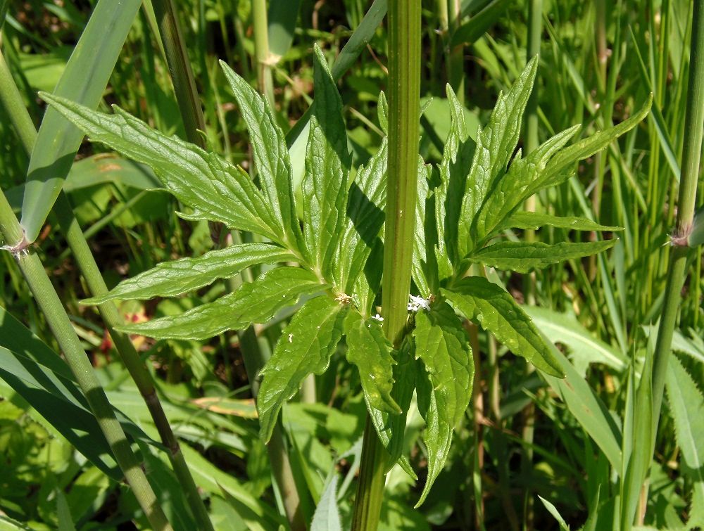 Image of genus Valeriana specimen.