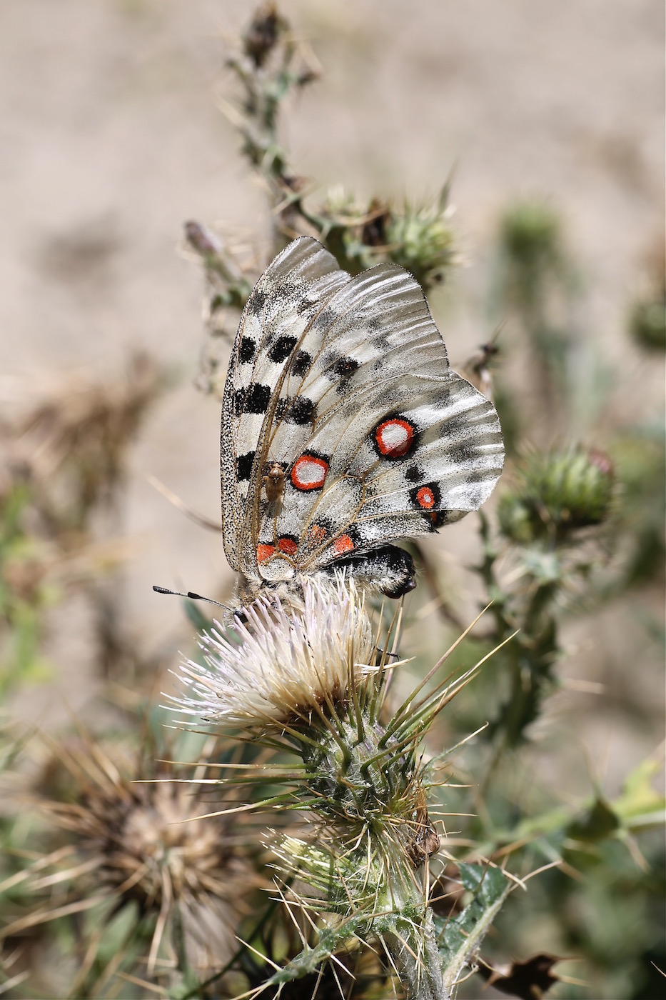 Изображение особи Cirsium sairamense.