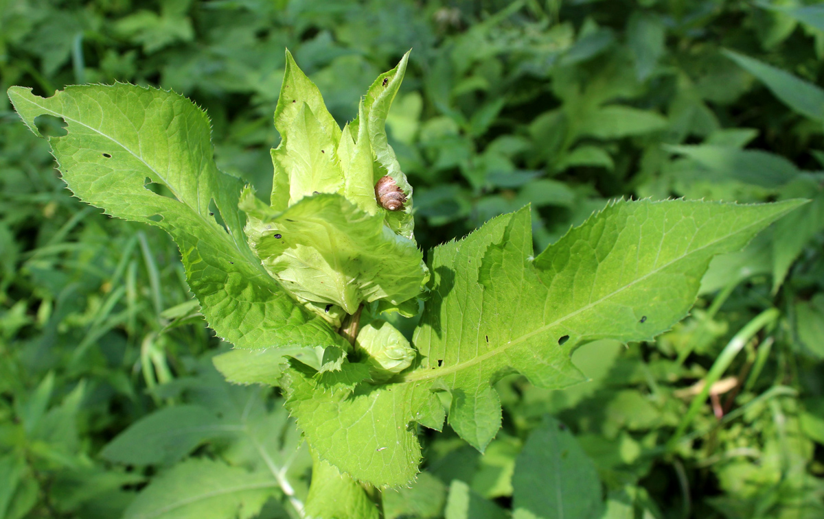 Image of Cirsium oleraceum specimen.