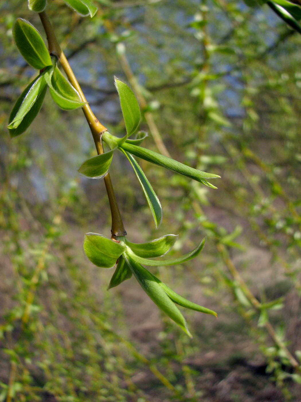 Image of genus Salix specimen.