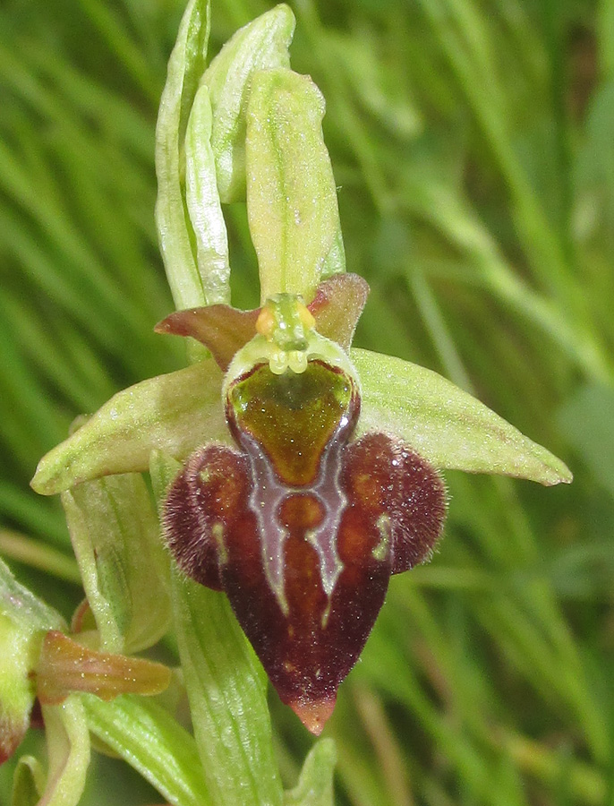 Изображение особи Ophrys mammosa ssp. caucasica.