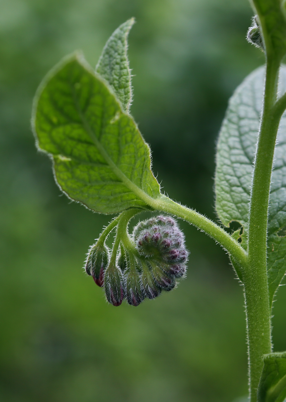 Изображение особи Symphytum caucasicum.