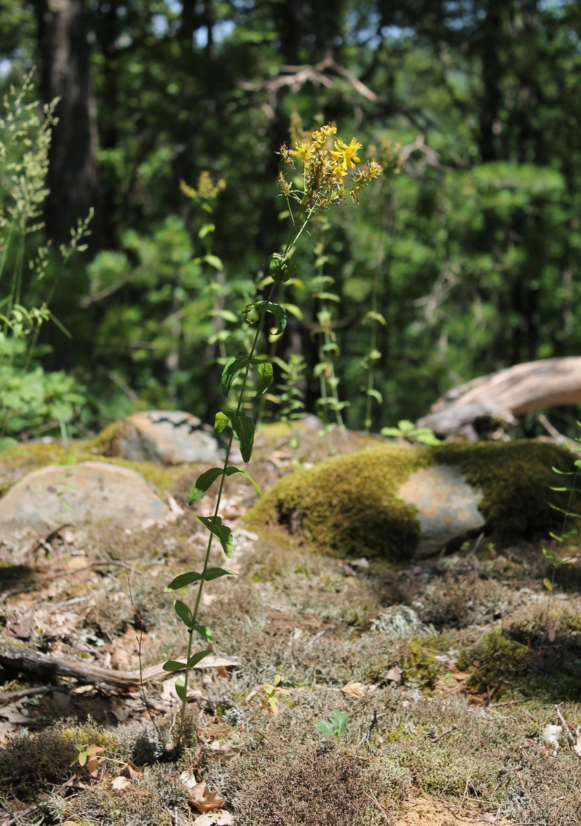 Image of Hypericum maleevii specimen.