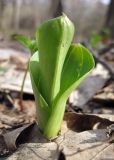 Listera ovata. Разворачивающиеся листья (вид сбоку). Украина, Киев, заказник \"Лесники\", низинная часть. 10 апреля 2010 г.