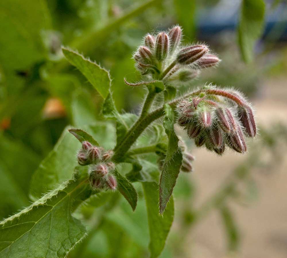 Изображение особи Borago officinalis.