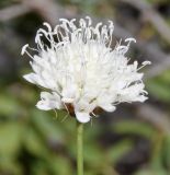 Cephalaria leucantha