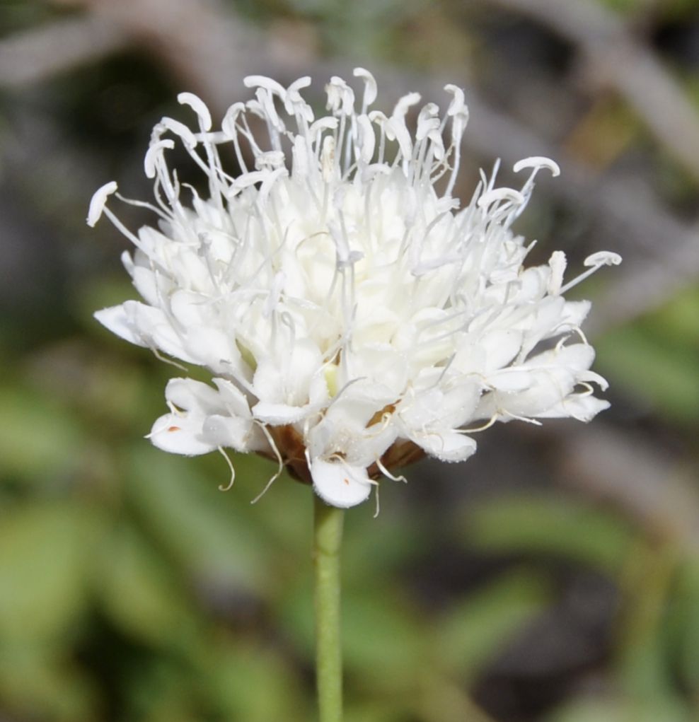 Image of Cephalaria leucantha specimen.