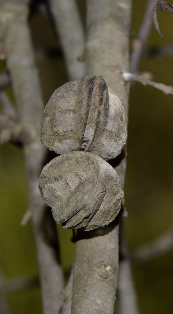 Image of Hakea multilineata specimen.