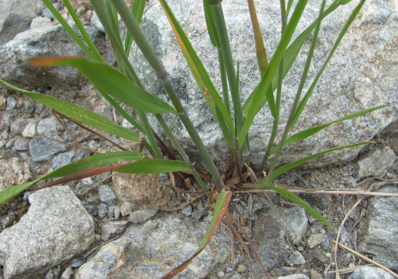 Изображение особи Elymus buschianus.