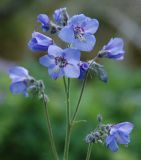 Polemonium caeruleum. Соцветие. Бурятия, южная часть Баргузинского хребта, окр. перевала Снежного, ≈ 1500 м н.у.м., каменистый склон, берег ручья. 15.07.2009.