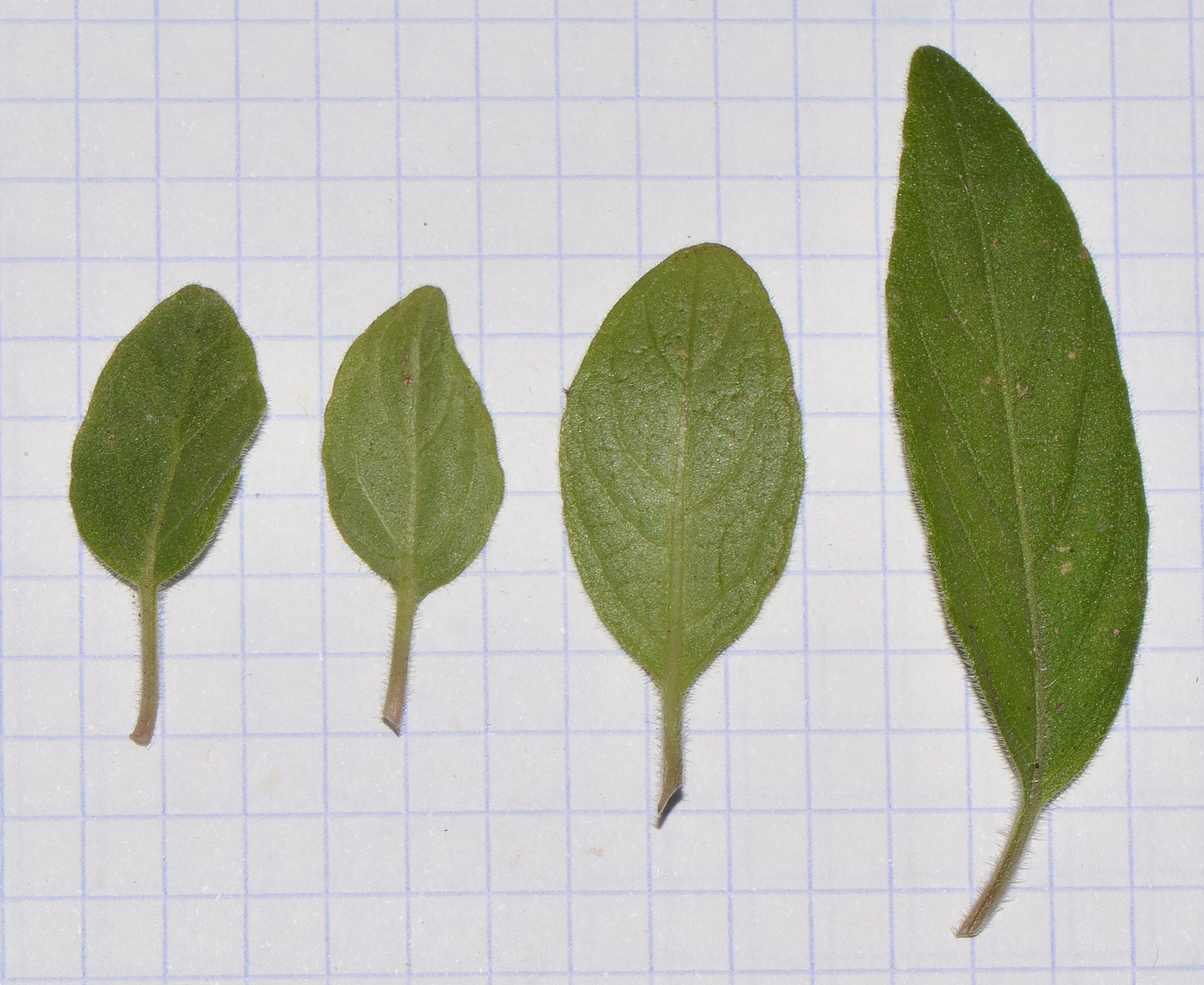 Image of Ruellia prostrata specimen.