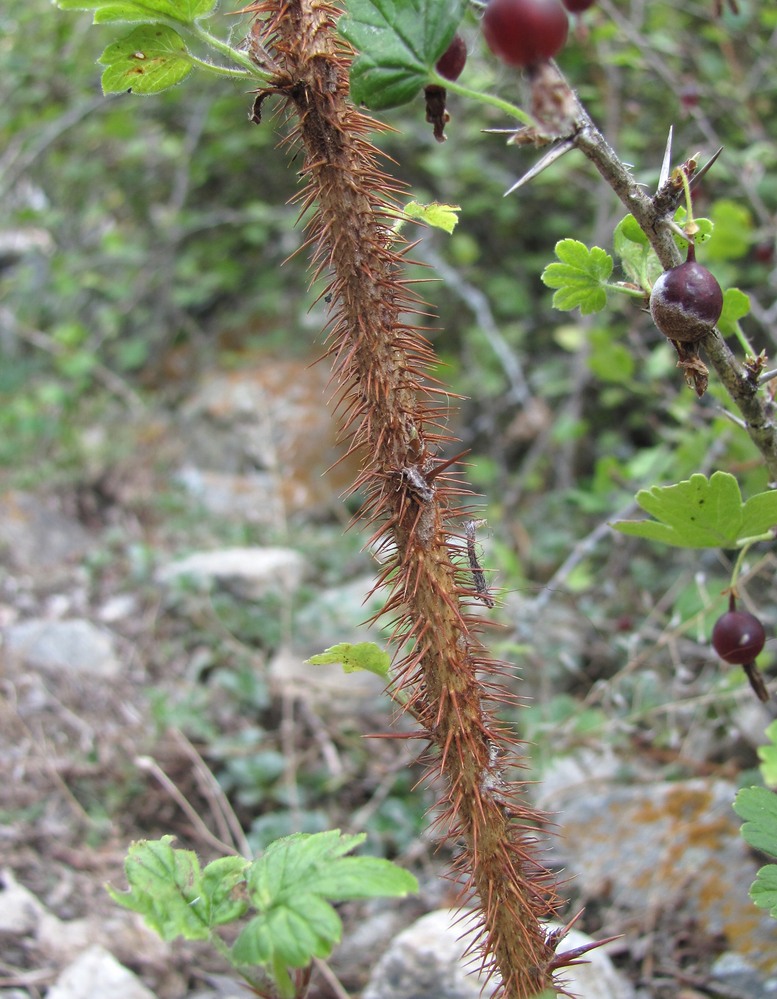 Image of Grossularia reclinata specimen.