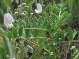 Astragalus guttatus. Верхняя часть цветущего растения. Крым, окр. Феодосии, хр. Биюк-Янышар, гора Джан-Куторан. 30 апреля 2010 г.