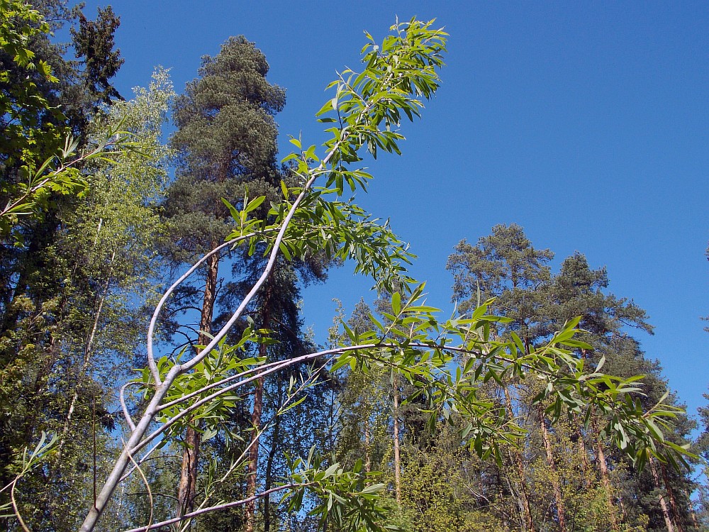 Изображение особи Chosenia arbutifolia.