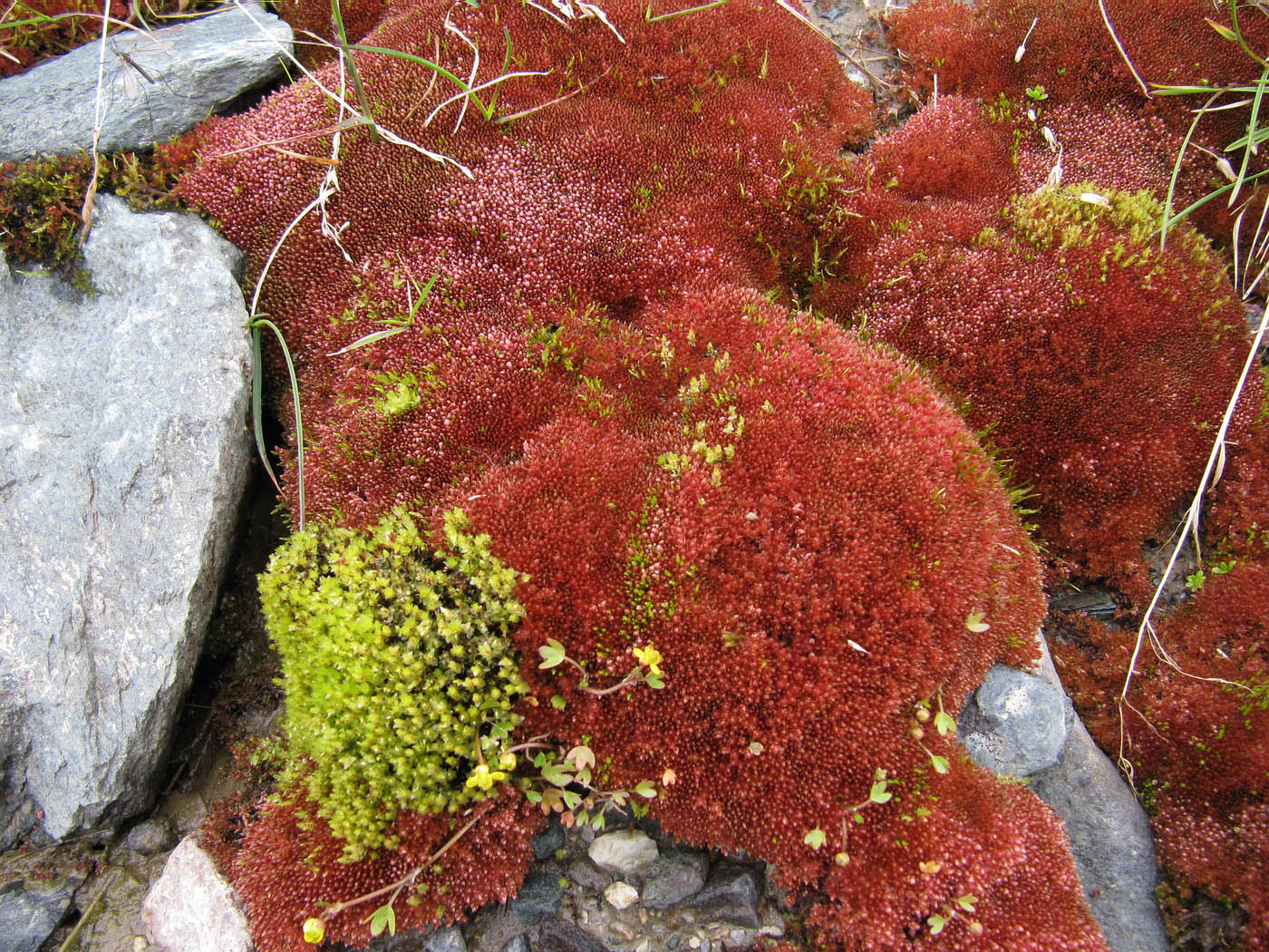 Image of Bryum cryophilum specimen.