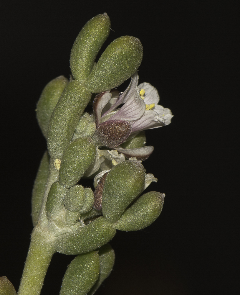 Image of Tetraena gaetula specimen.