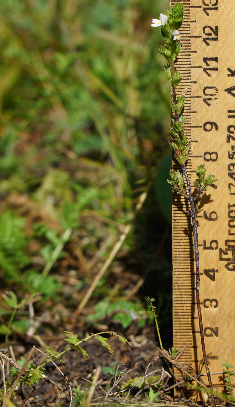 Image of genus Euphrasia specimen.