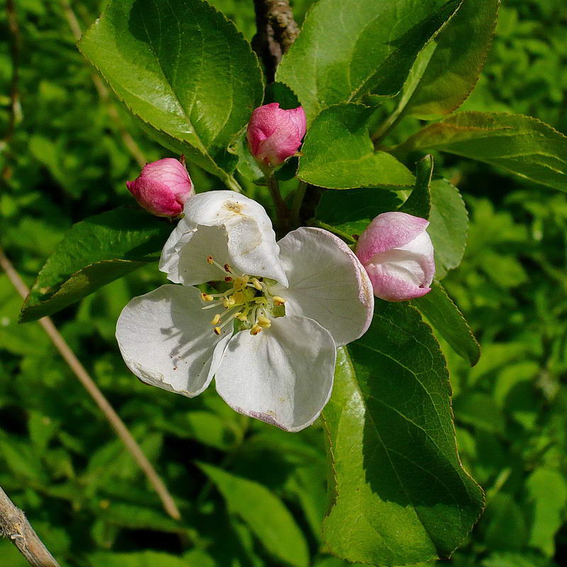 Image of Malus domestica specimen.