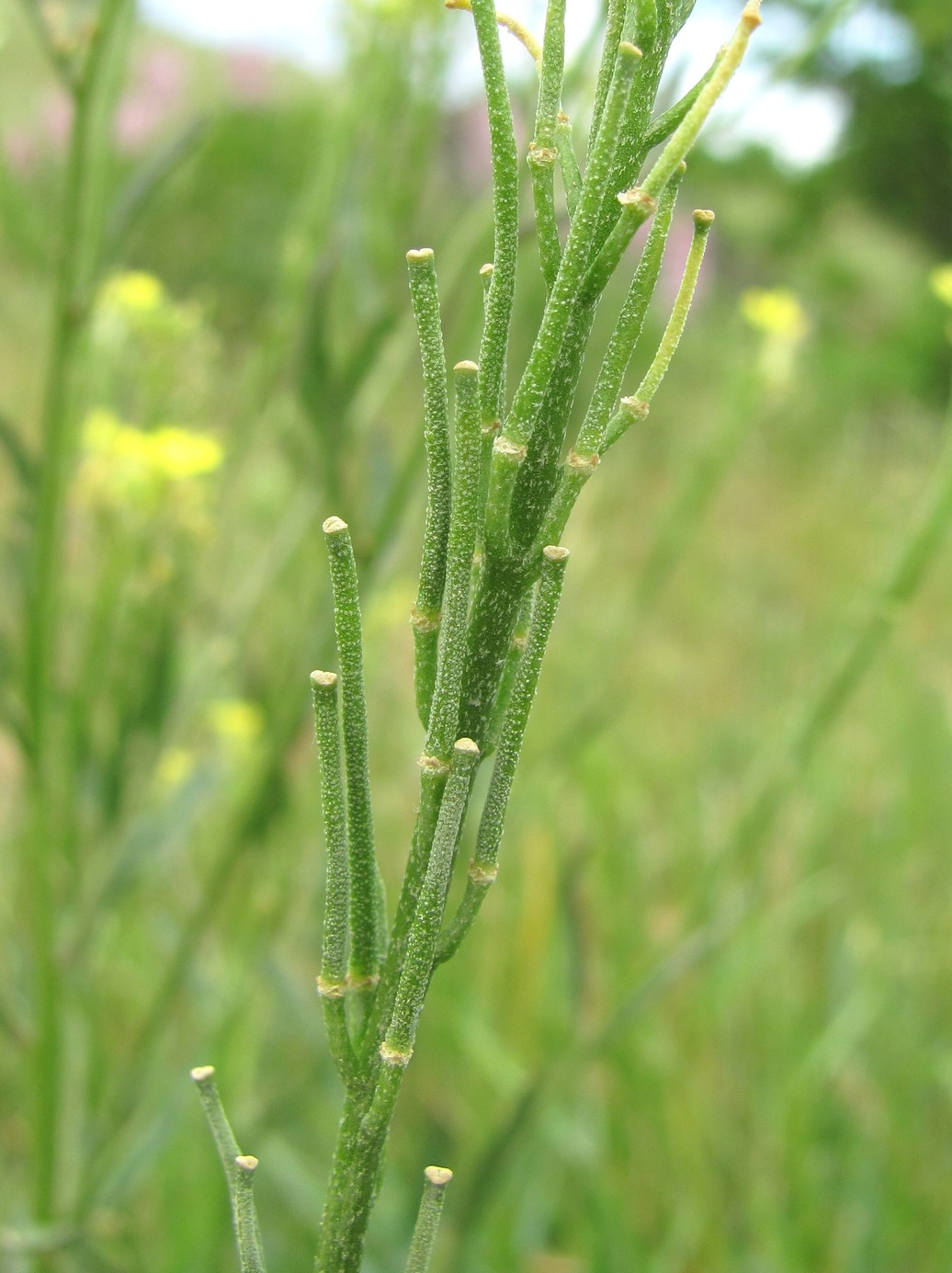 Image of Erysimum collinum specimen.