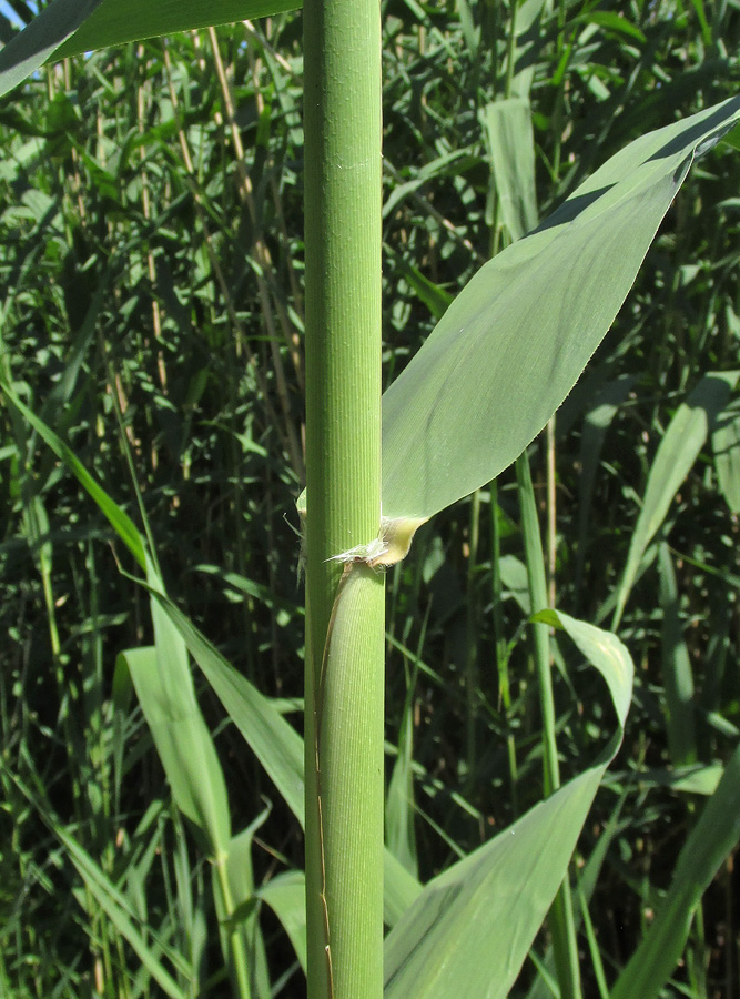 Изображение особи Phragmites altissimus.