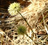 Eriophorum vaginatum. Побеги с соцветиями (увеличено). Коми, г. Печора, пойменное болото. 16.05.2010.