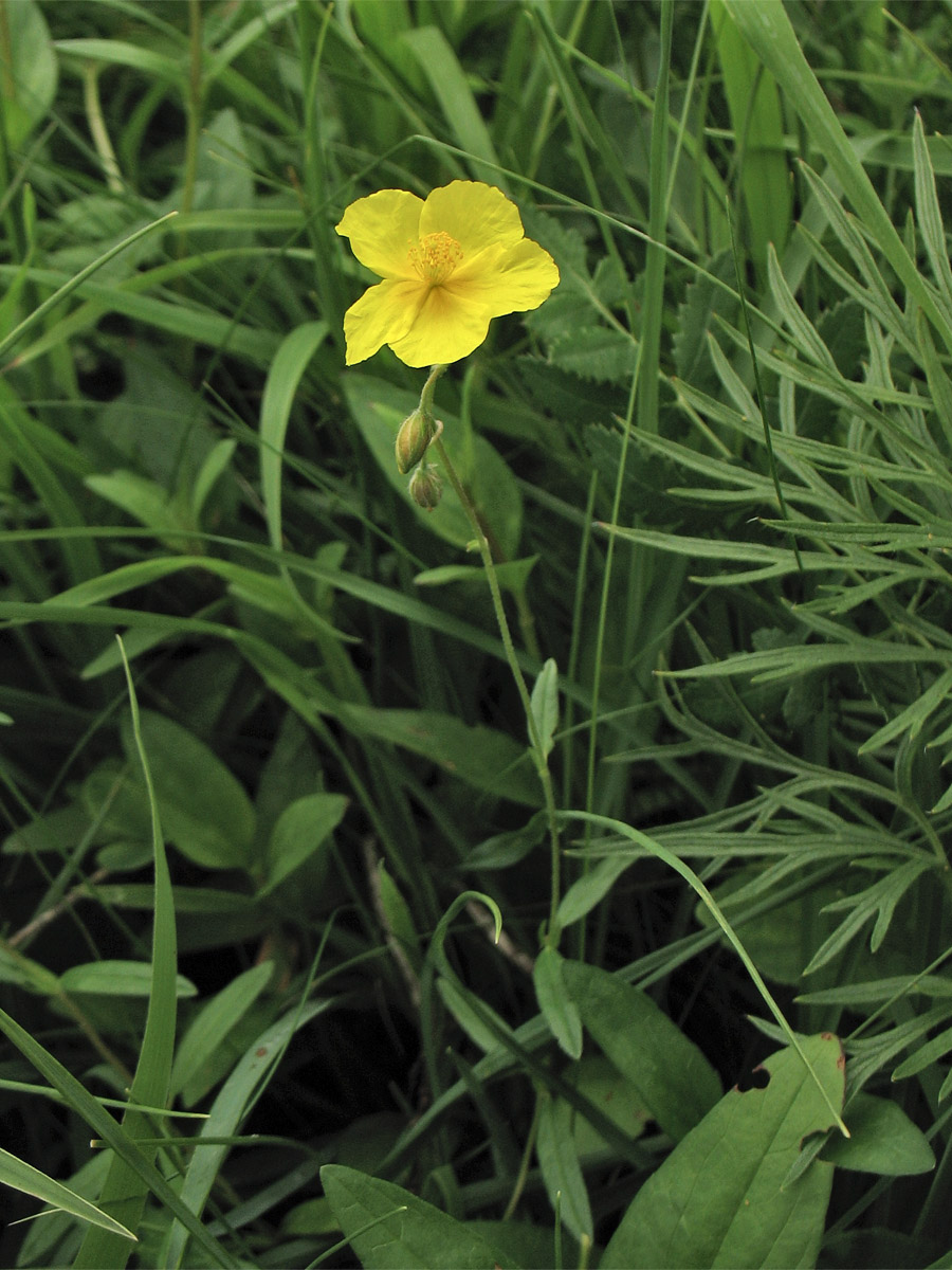 Изображение особи Helianthemum ovatum.