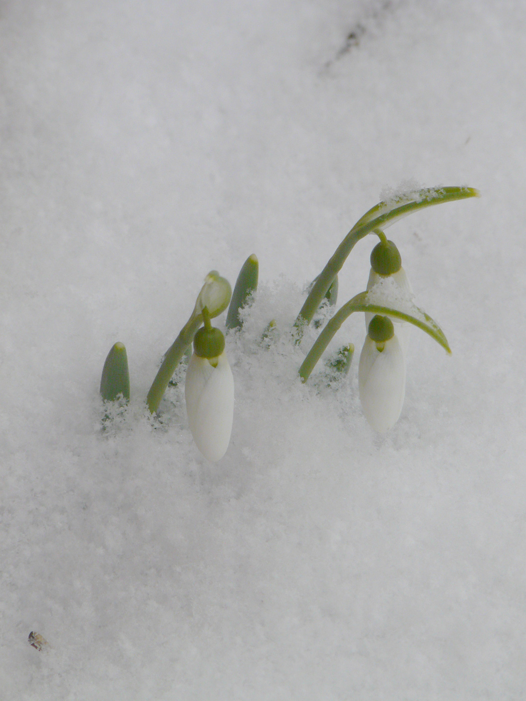 Image of Galanthus graecus specimen.