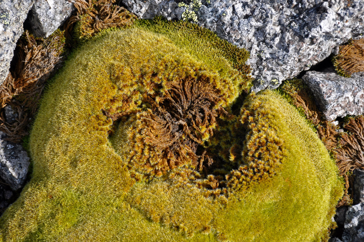 Image of Bucklandiella microcarpa specimen.