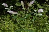 Mentha longifolia. Верхняя часть цветущего растения. Краснодарский край, г. Сочи, Адлерский р-н, окр. с. Воронцовка, широколиственный горный лес. 16.08.2018.