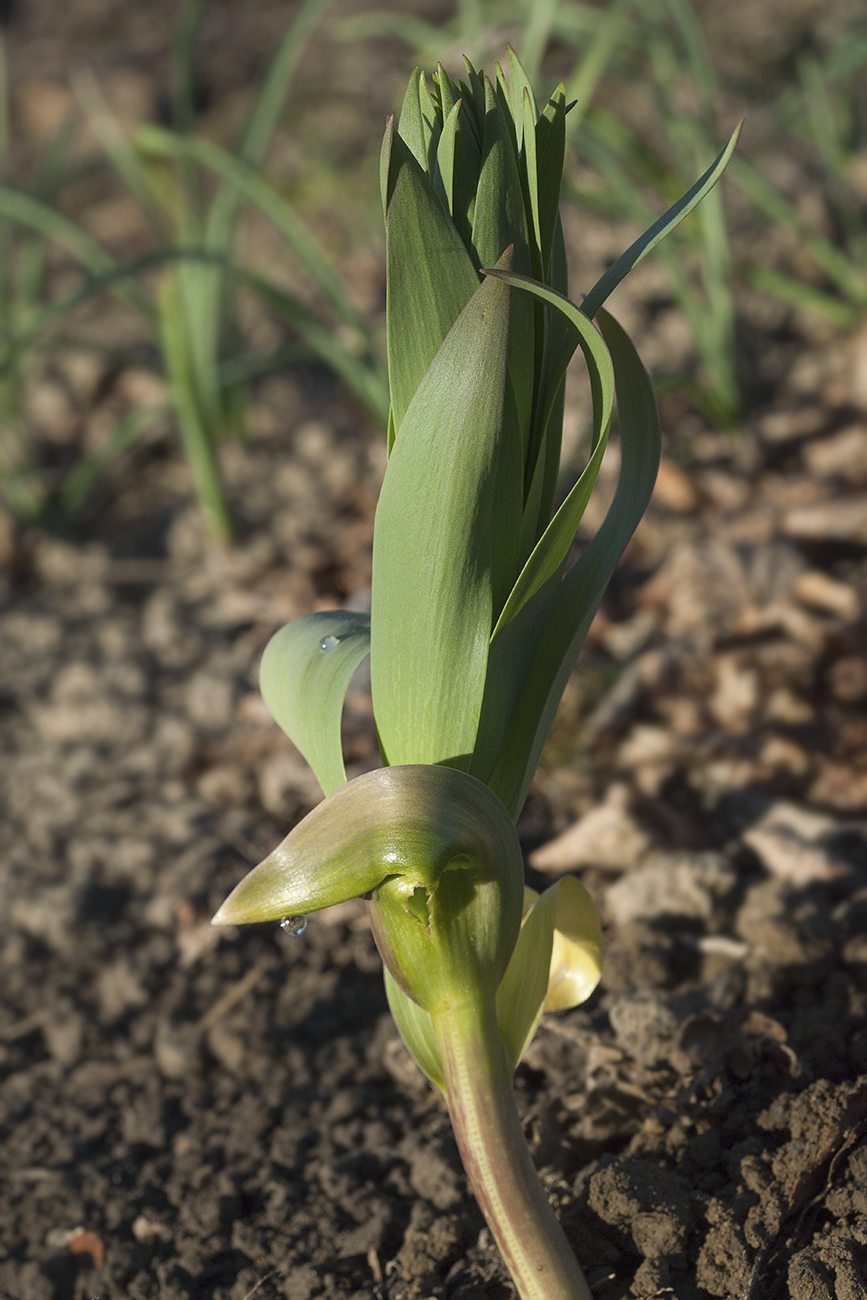 Image of Fritillaria persica specimen.