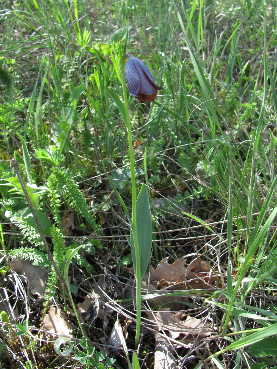 Image of Fritillaria caucasica specimen.