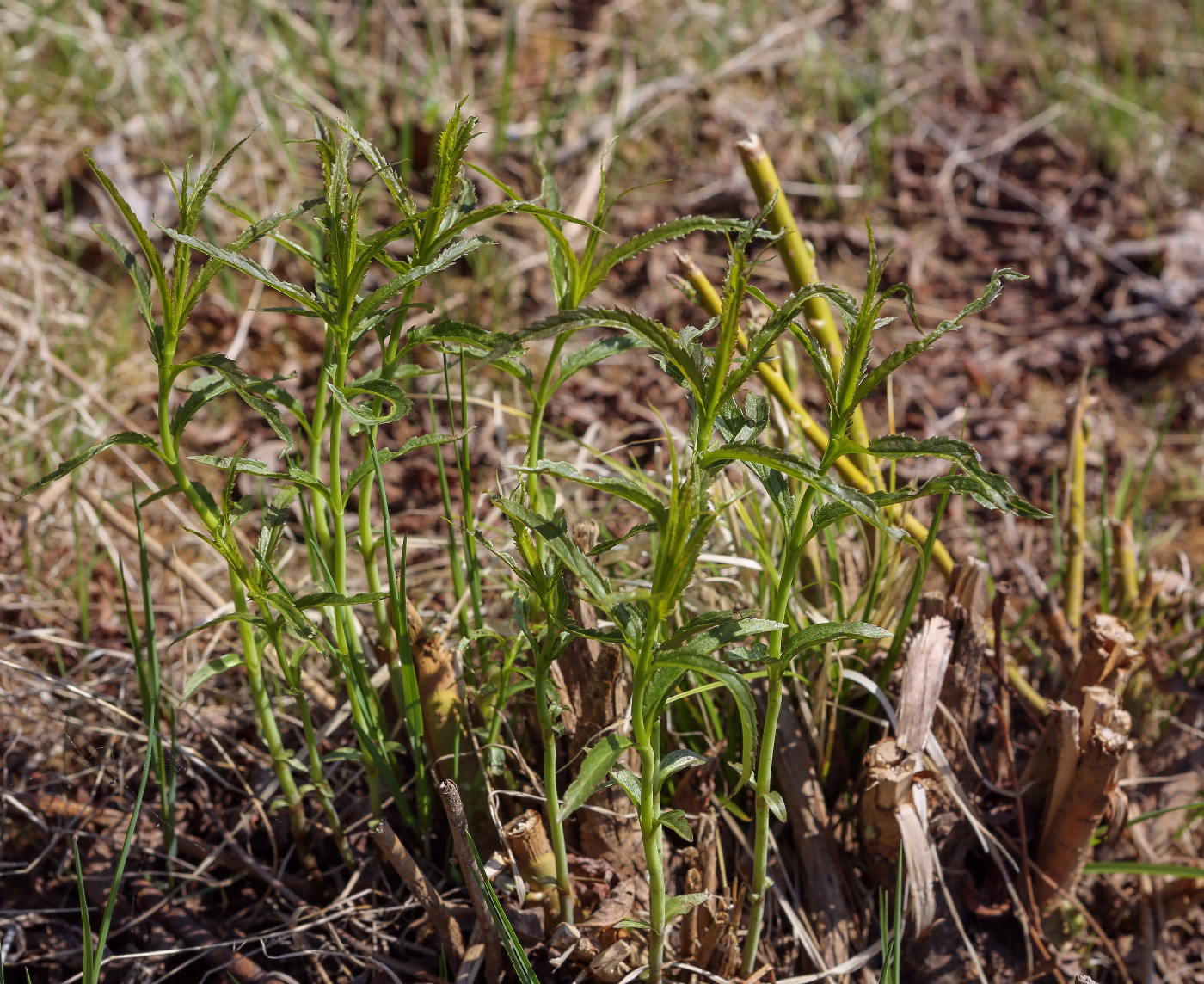 Image of Veronica longifolia specimen.