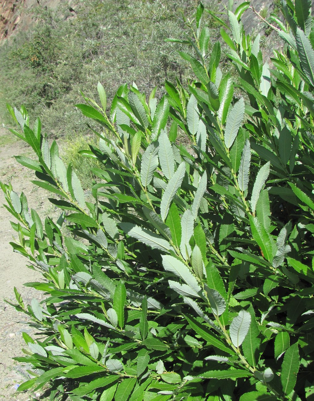 Image of genus Salix specimen.