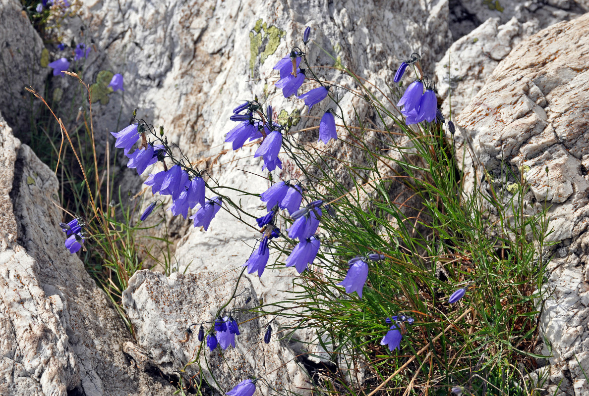 Image of Campanula rotundifolia specimen.