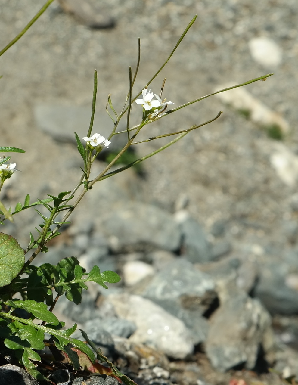 Image of Murbeckiella huetii specimen.