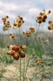 Carex physodes