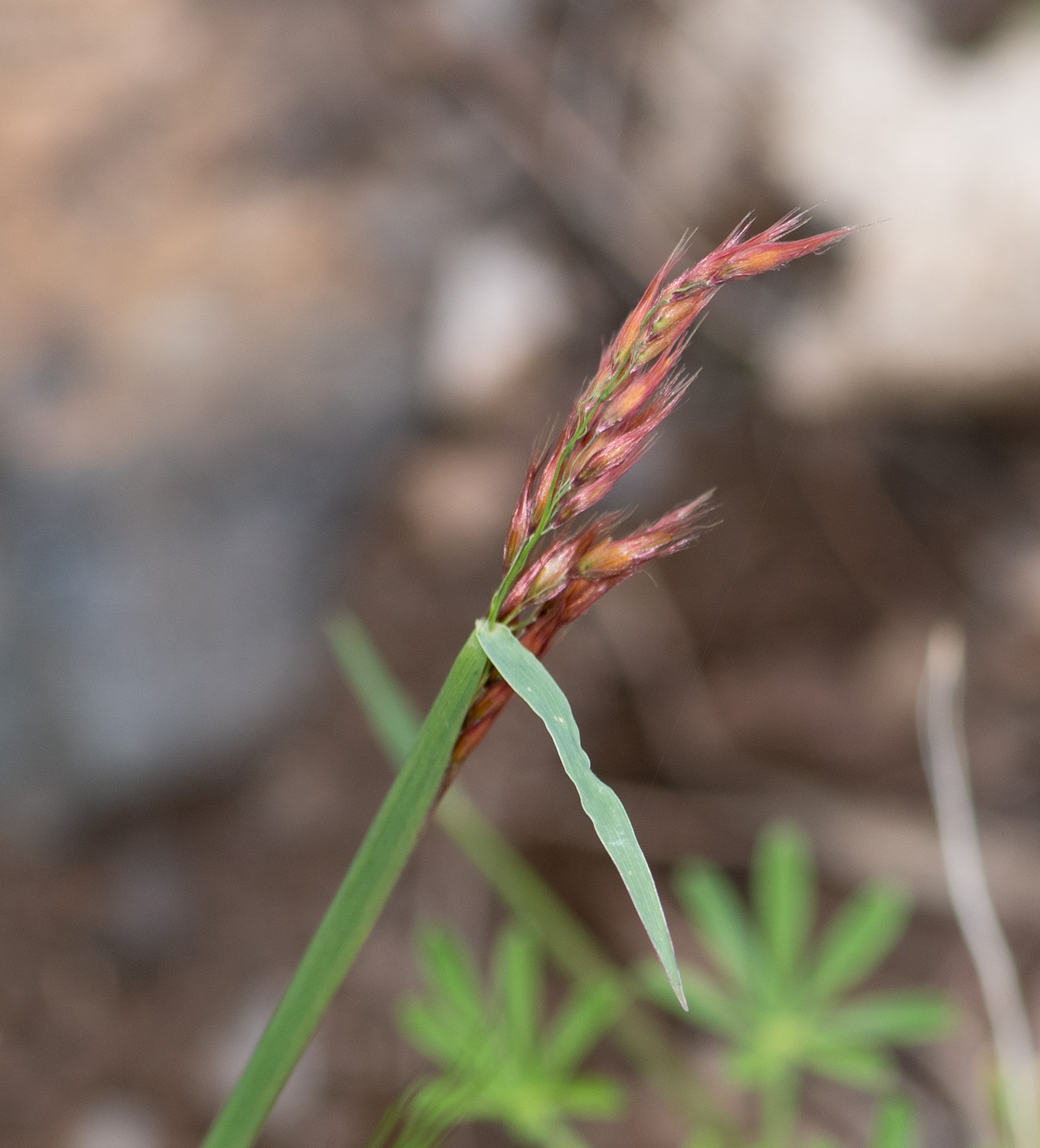 Image of Melinis repens specimen.