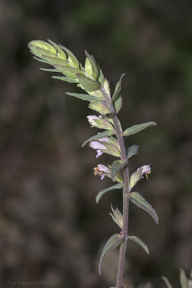 Изображение особи Odontites vulgaris.