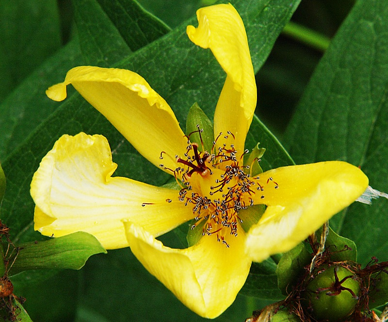 Image of Hypericum gebleri specimen.